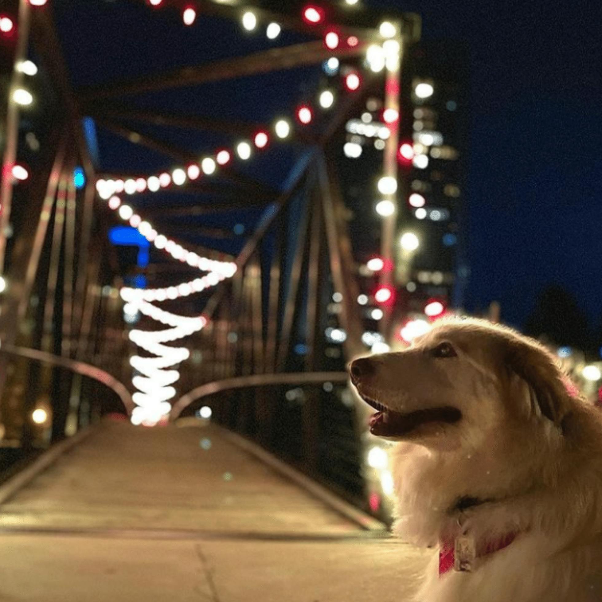 9 Holiday Instagram Spots to Visit in Downtown Richmond