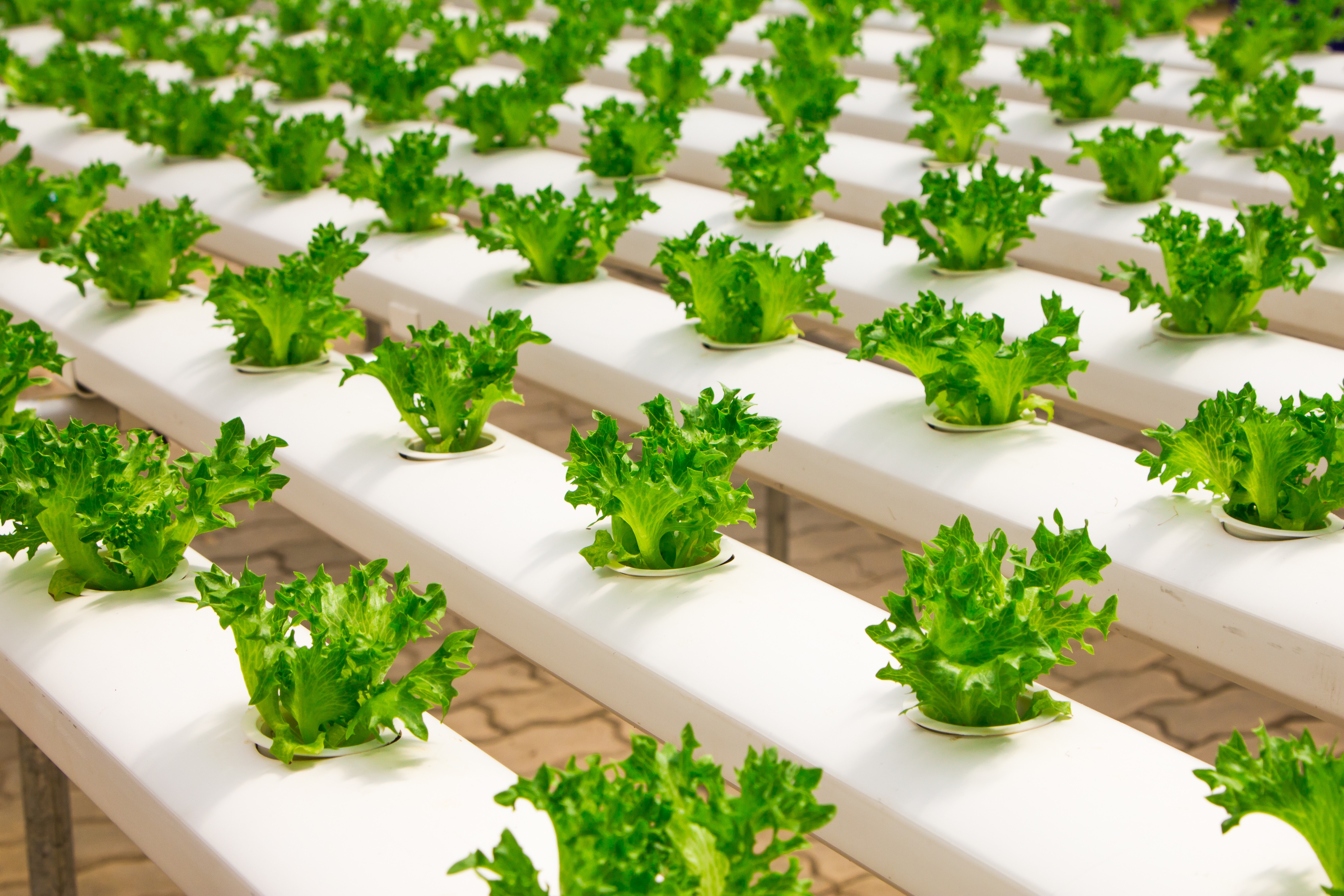 Hydroponics Ellwood Thompson S Hydroponics Ellwood Thompson S